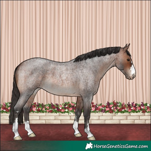 Horse Color:Brown Roan Appaloosa 