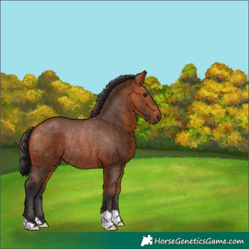 Horse Color:Bay Rabicano
