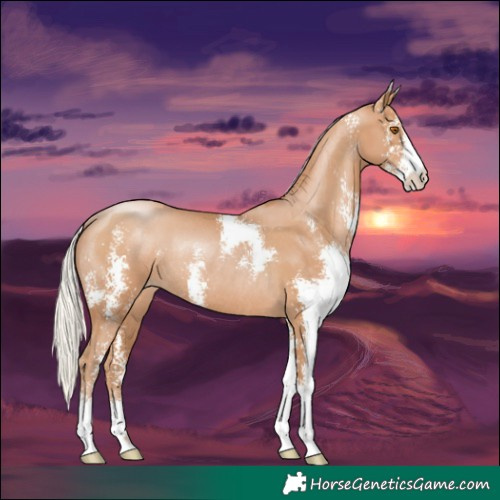 Horse Color:Silver Black Pearl Sabino Rabicano 
