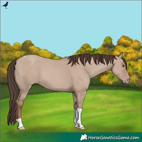 Horse Color:Classic Champagne Dun Tobiano