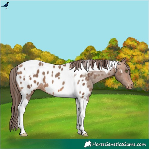 Horse Color:Sable Champagne Tobiano Appaloosa 