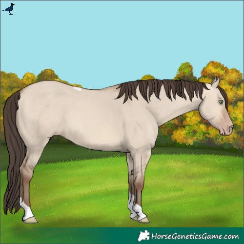 Horse Color:Amber Champagne Dun Tobiano 