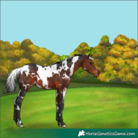 Horse Color:White Spotted Bay 