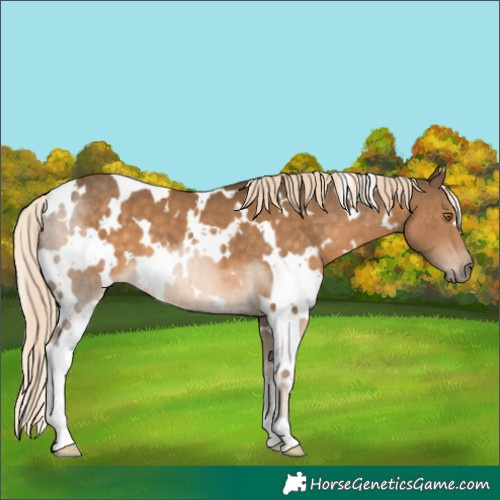 Horse Color:White Spotted Chocolate Palomino 