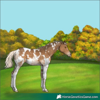 Horse Color:White Spotted Chocolate Palomino 