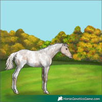 Horse Color:White Spotted Chocolate Palomino