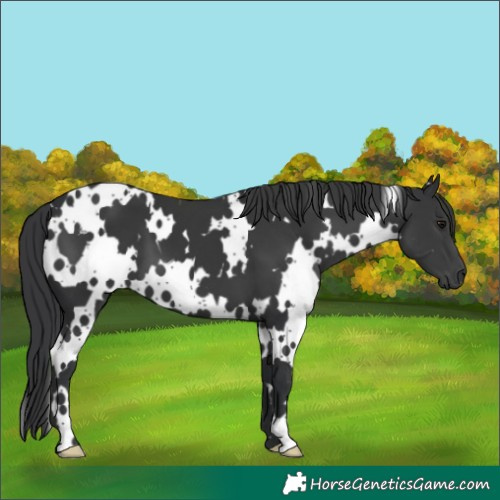 Horse Color:White Spotted Black 