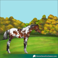 Horse Color:White Spotted Brown