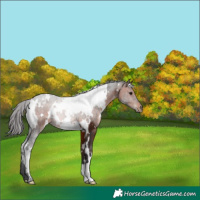 Horse Color:White Spotted Bay 