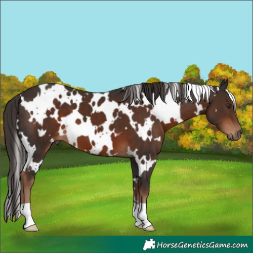Horse Color:White Spotted Liver Chestnut