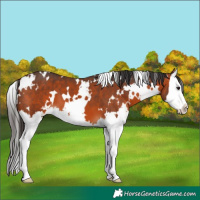 Horse Color:White Spotted Bay Splash 
