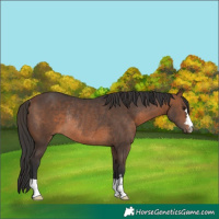 Horse Color:Brown Rabicano