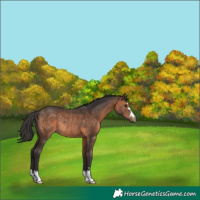 Horse Color:Brown Rabicano 