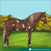 Horse Color:White Spotted Liver Chestnut Rabicano 