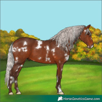 Horse Color:White Spotted Silver Bay 