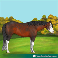 Horse Color:Brown Sabino Splash