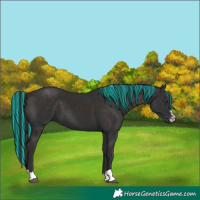 Horse Color:Painted Liver Chestnut 