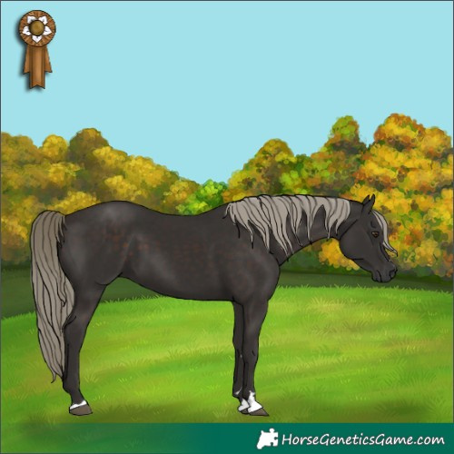 Horse Color:Liver Chestnut Mushroom 