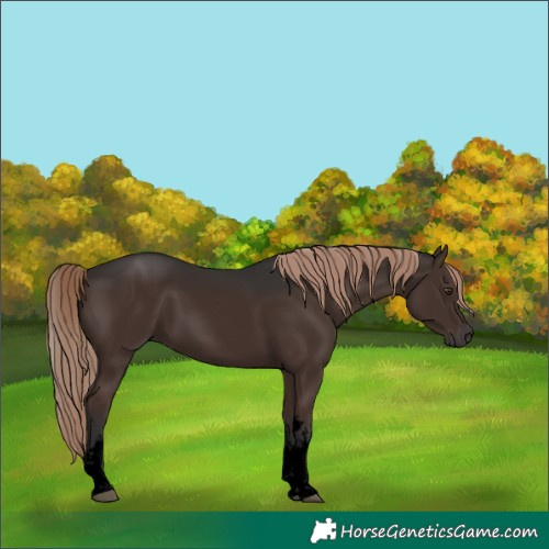 Horse Color:Void White Spotted Liver Chestnut 