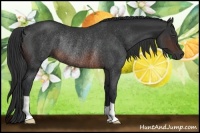 Horse Color:Brown Rabicano 