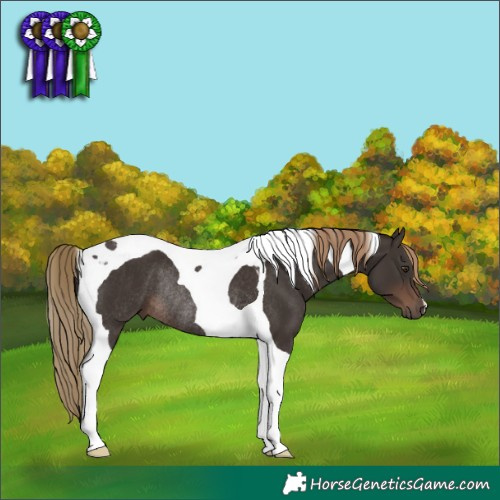 Horse Color:Liver Chestnut Tobiano Rabicano 