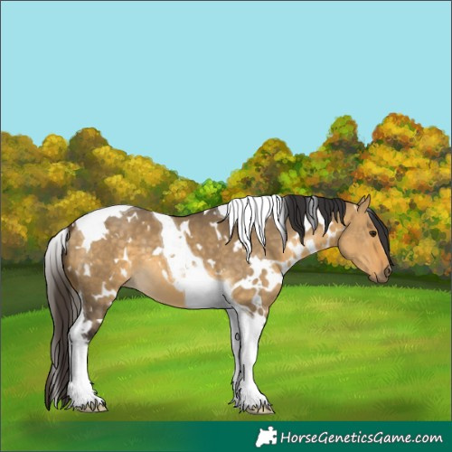 Horse Color:White Spotted Buckskin Dun Tobiano 