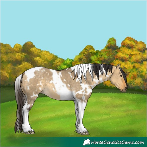 Horse Color:White Spotted Buckskin Dun Tobiano 