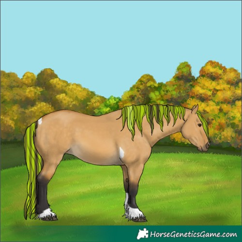 Horse Color:Painted Buckskin Dun Tobiano 