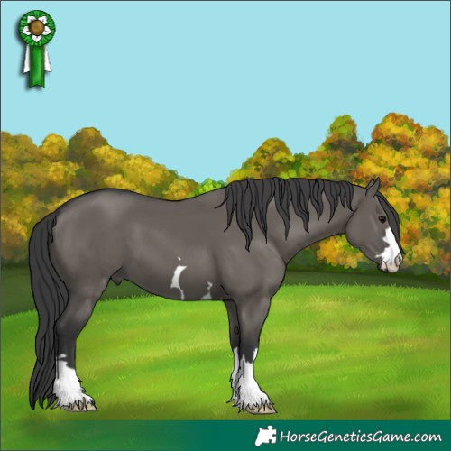Horse Color:Grullo 