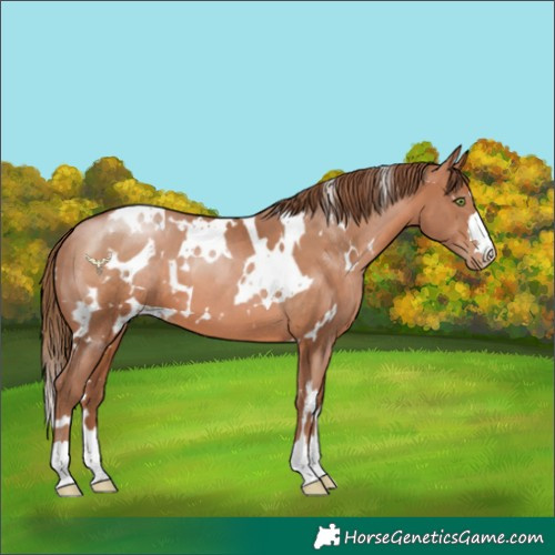 Horse Color:White Spotted Brown Pearl 