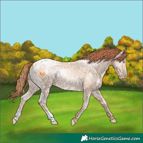 Horse Color:Sable Champagne Ice Pearl Rabicano 