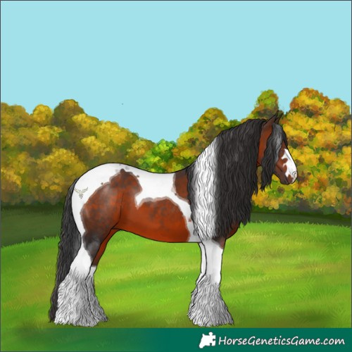 Horse Color:Brown Tobiano 