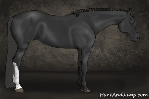 Horse Color:Liver Chestnut 