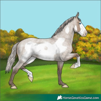 Horse Color:Silver Grullo Roan Frame 