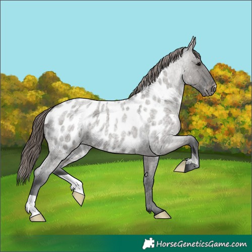 Horse Color:Grullo Roan Appaloosa 
