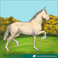 Horse Color:Palomino Dun 