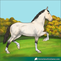 Horse Color:Buckskin Roan Dun 