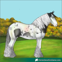 Horse Color:Black Splash Tobiano 