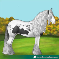 Horse Color:Black Splash Tobiano 