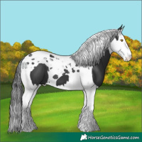 Horse Color:Black Splash Tobiano 