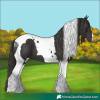 Horse Color:Smoky Black Tobiano 