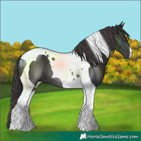 Horse Color:Smoky Black Tobiano 
