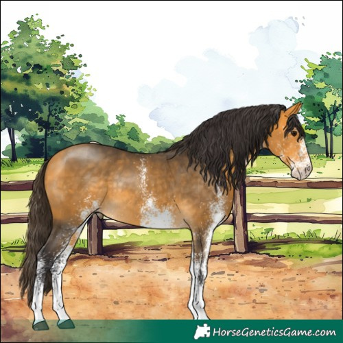 Horse Color:White Spotted Buckskin Rabicano 