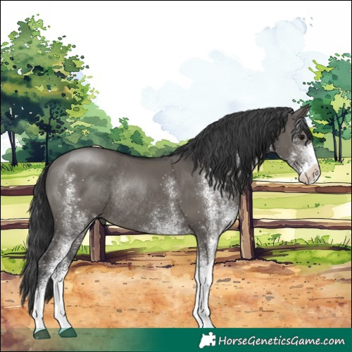 Horse Color:White Spotted Grullo Rabicano 