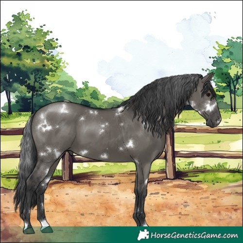 Horse Color:White Spotted Grullo 