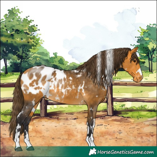 Horse Color:White Spotted Buckskin Appaloosa Rabicano 