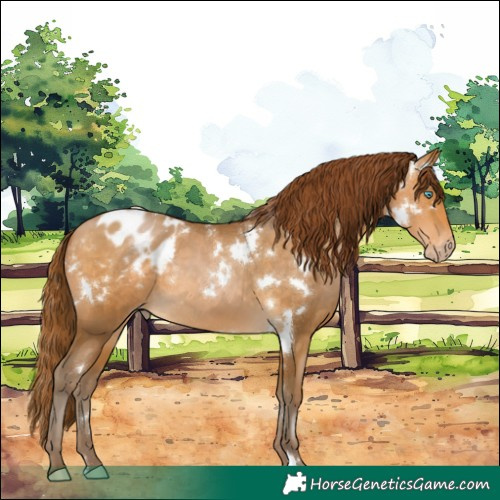 Horse Color:Gray White Spotted Buckskin Pearl Appaloosa Rabicano 