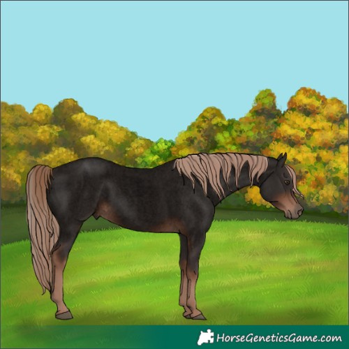 Horse Color:Void Liver Red Roan 