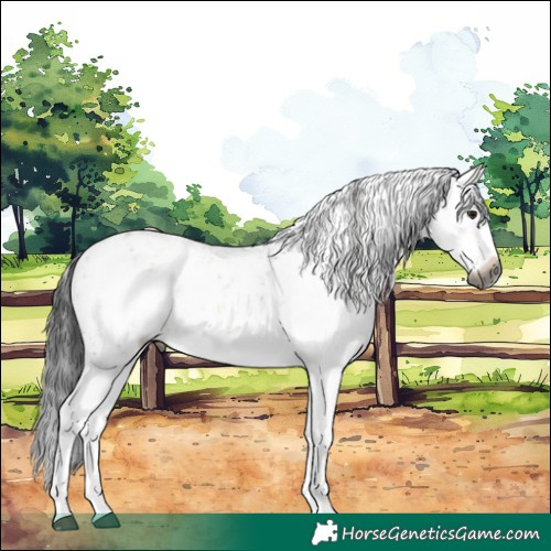 Horse Color:Gray White Spotted Brown Dun Sabino Rabicano 