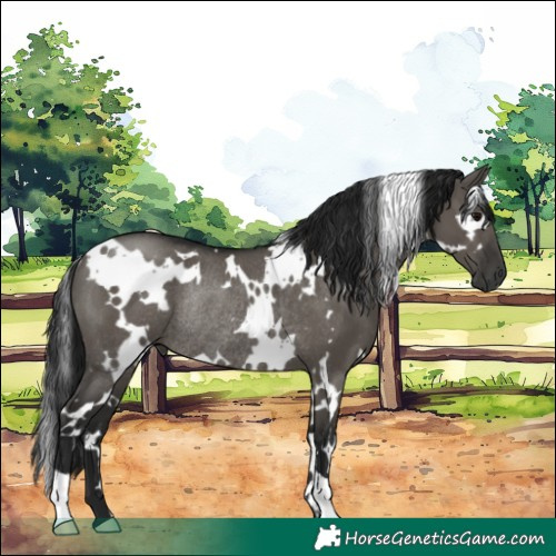 Horse Color:Gray White Spotted Grullo Rabicano 